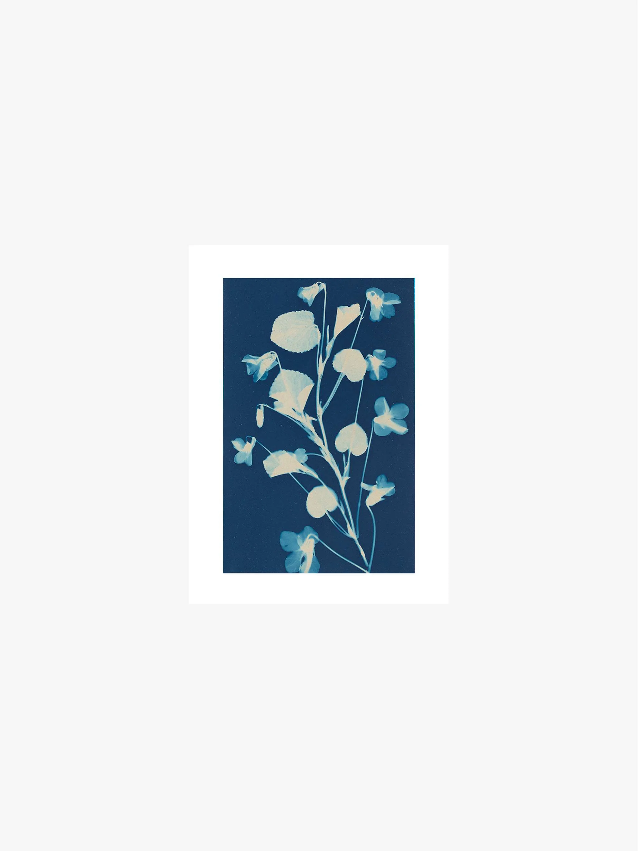 Cuadro decorativo Cyanotype - Fleurs, tamaño 30 x 40 cm - Image 2