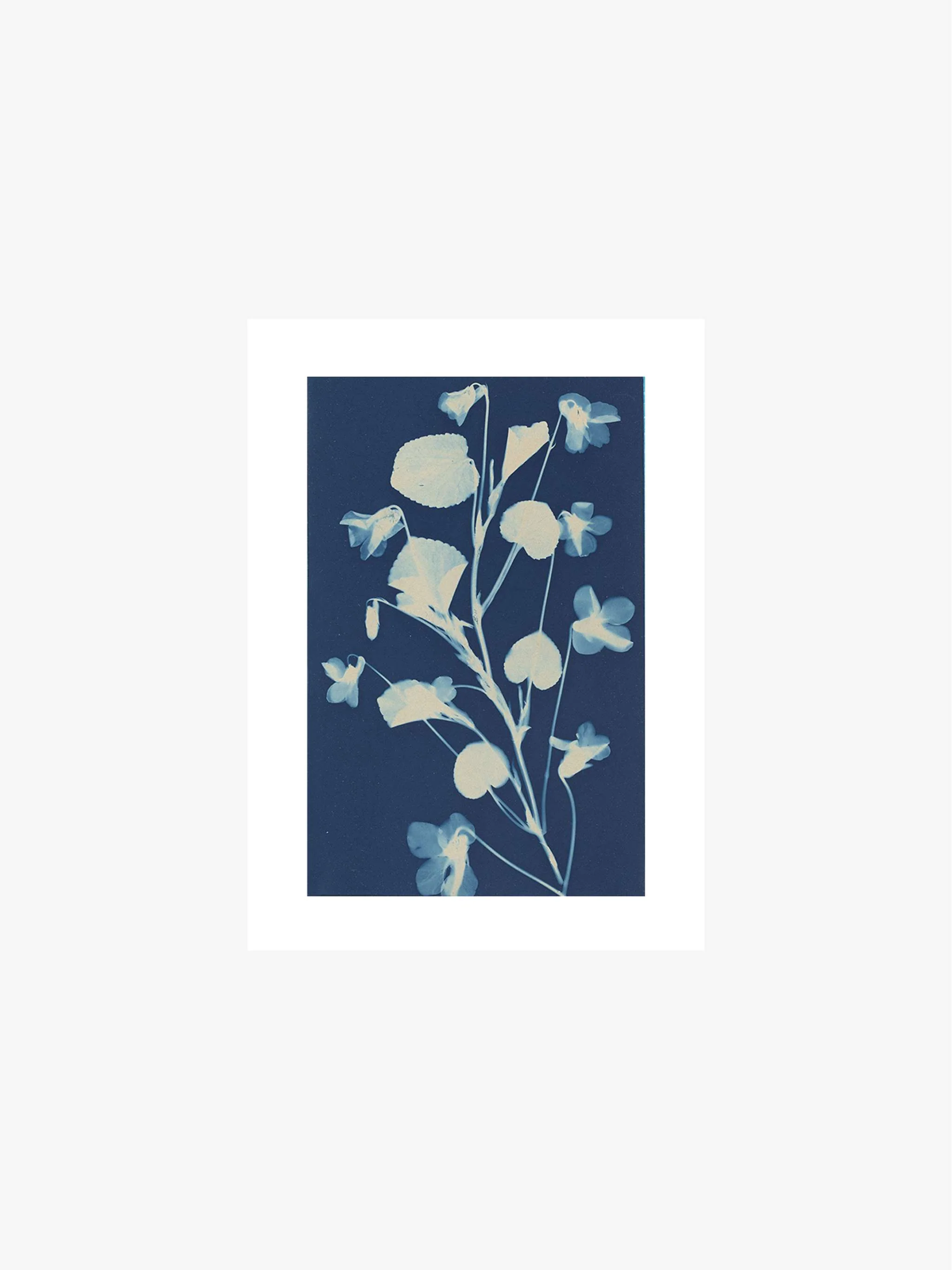 Cuadro decorativo Cyanotype - Fleurs, tamaño 50 x 70 cm - Image 2